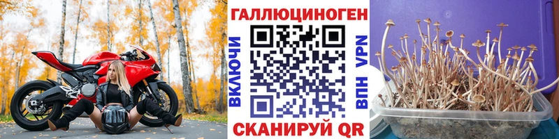 хочу наркоту  Меленки  Псилоцибиновые грибы Cubensis 